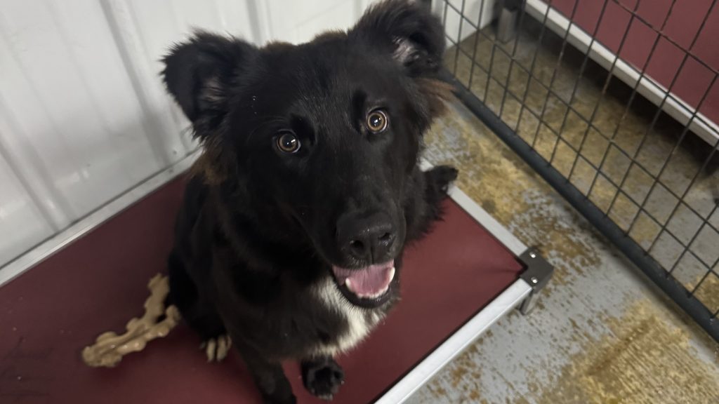 BIG DONATION FOR ANIMAL SHELTER